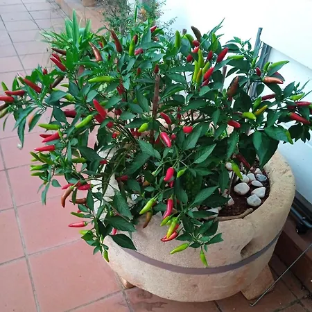 Il Giardino Segreto * 말리에