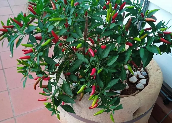 Il Giardino Segreto * Maglie